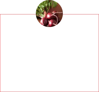 Beterraba
